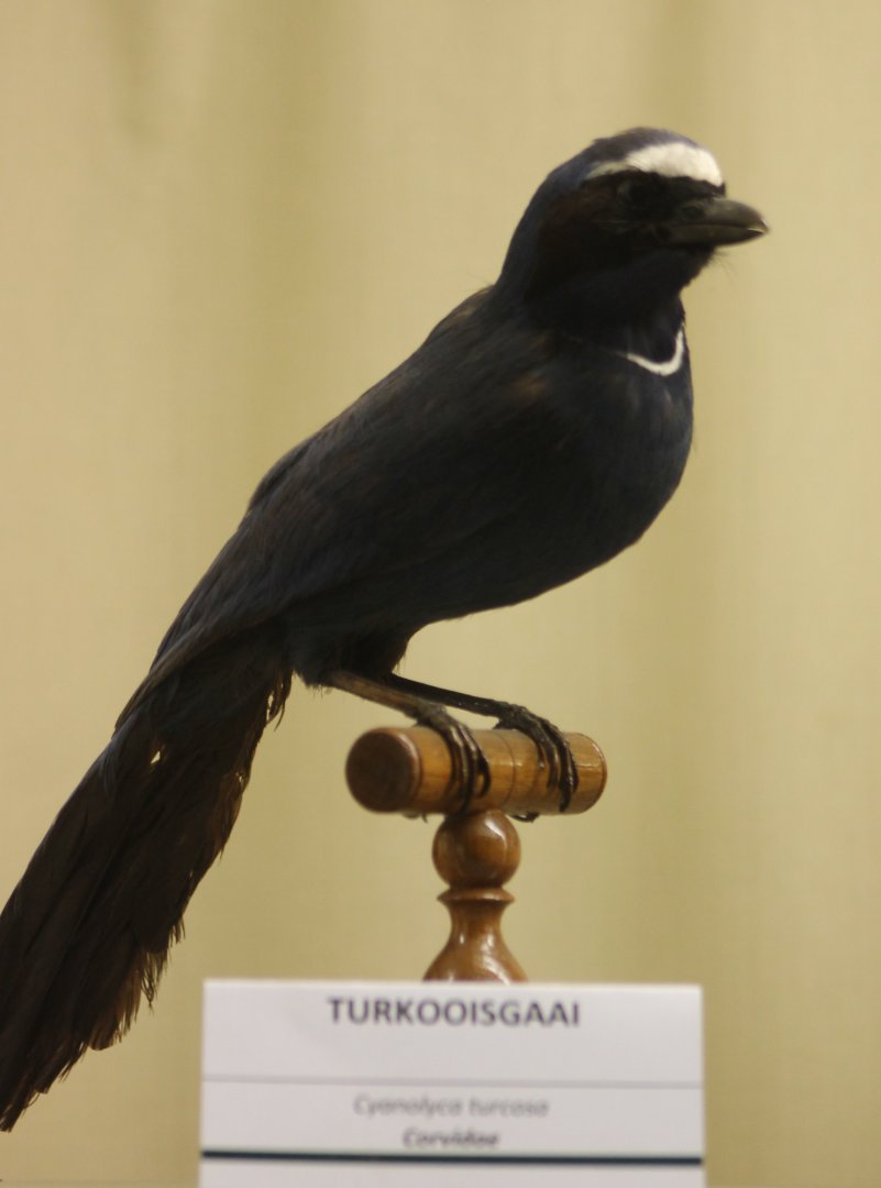 Bird-museum - Turquoise jay