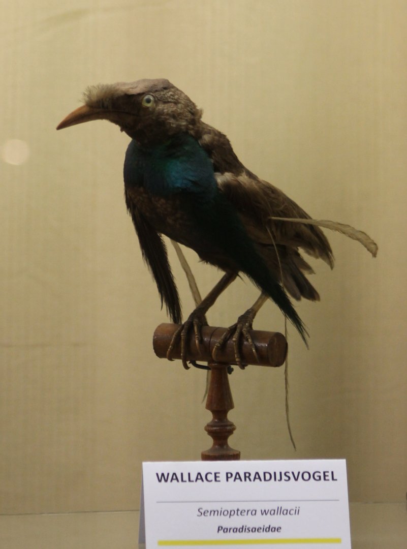 Bird-museum - Wallace bird of paradise