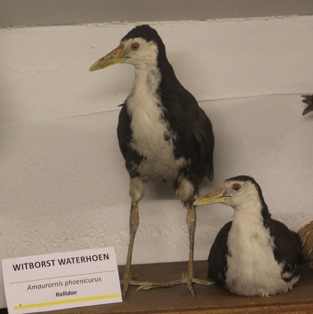 Bird Museum - White-breasted waterhens
