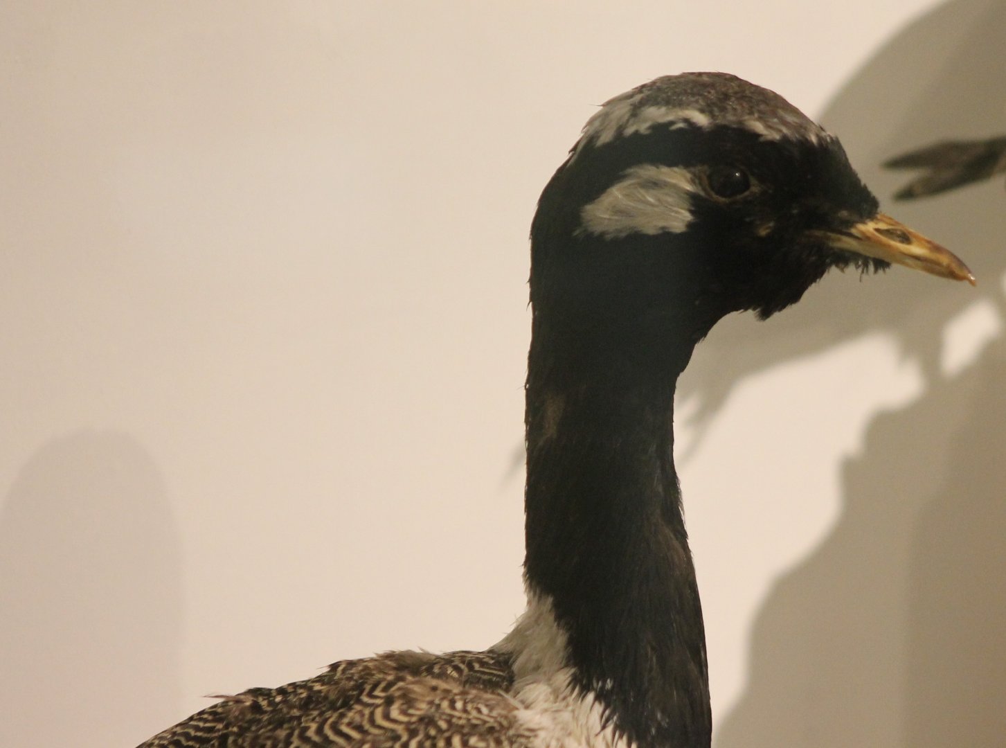 Bird-museum - White-quiled bustard