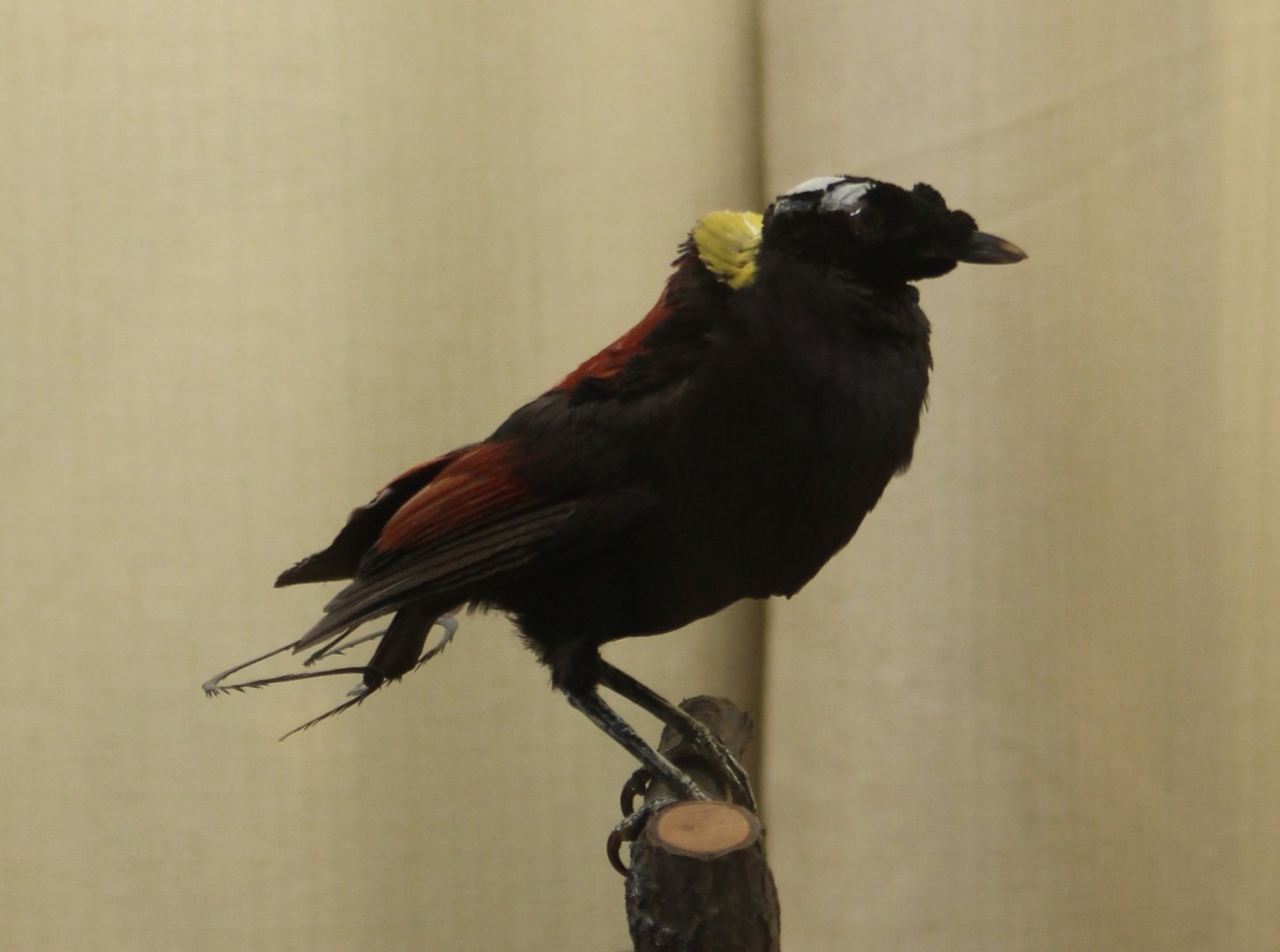 Bird-museum - Wilsons bird of paradise