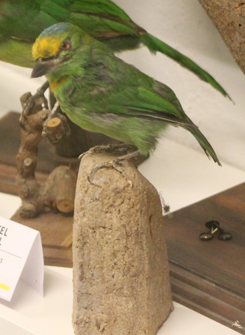 Bird museum - Yellow-fronted Barbet