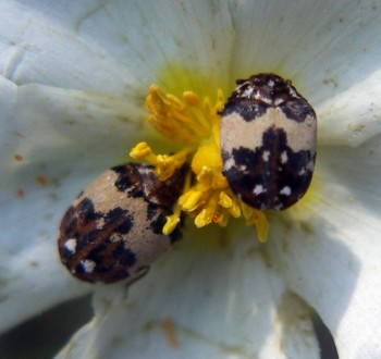 Bird-nest Carpet Beetles (Anthrenus pimpinellae)
