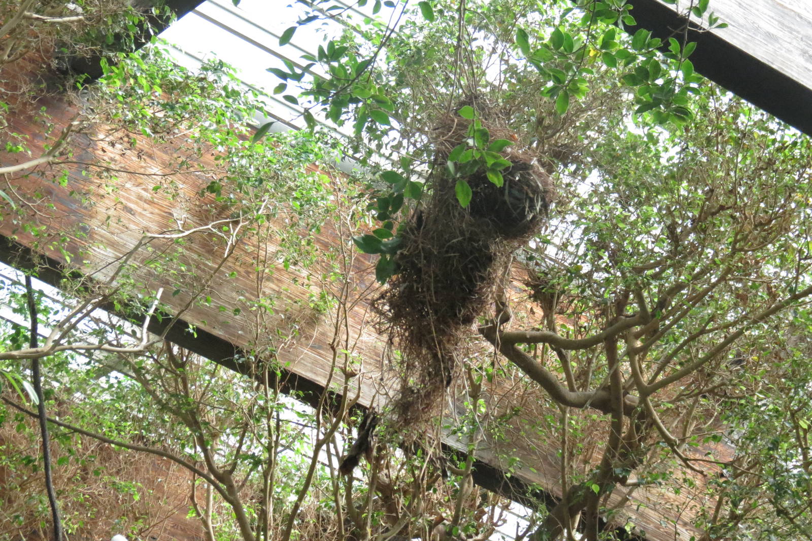 Bird nest Id