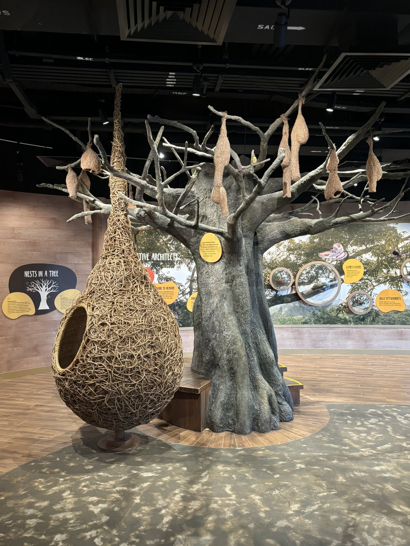 Bird Nests - room between African + Asian aviaries