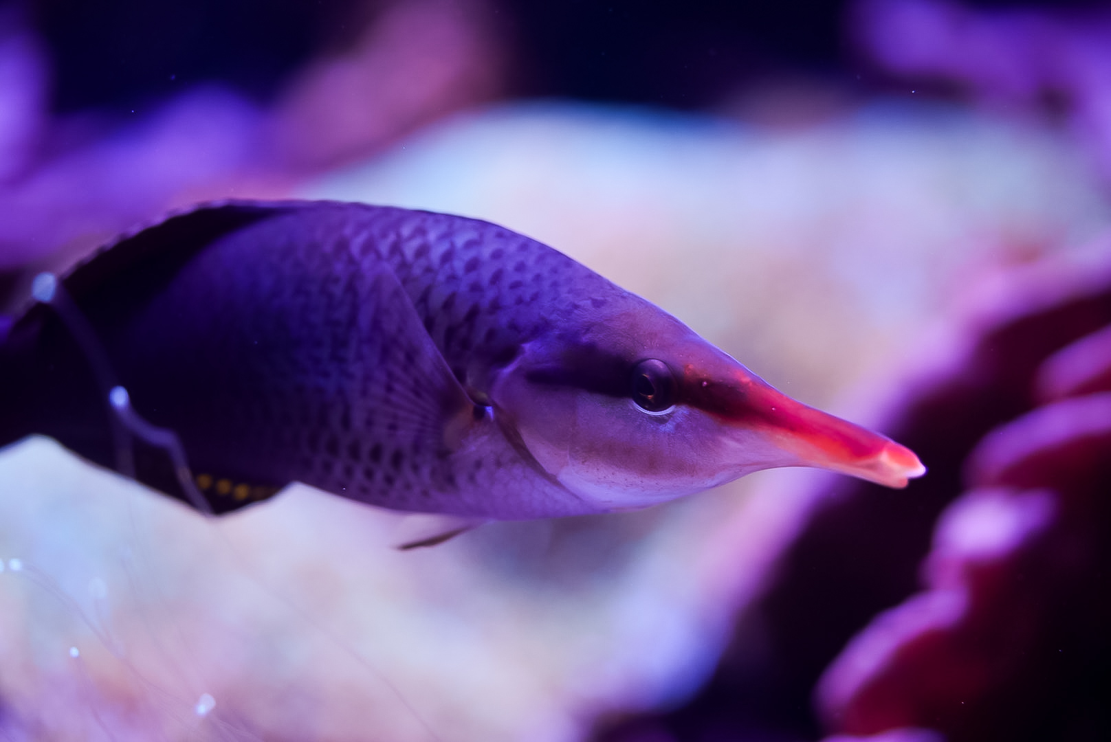 Bird nose Wrasse (Female)