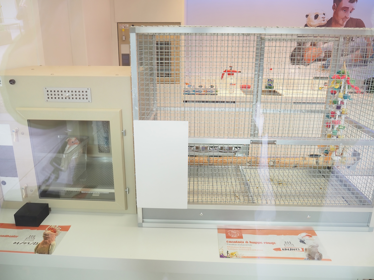 Bird nursery - Incubator and raising cage for cockatoo chicks, 2023-05-16