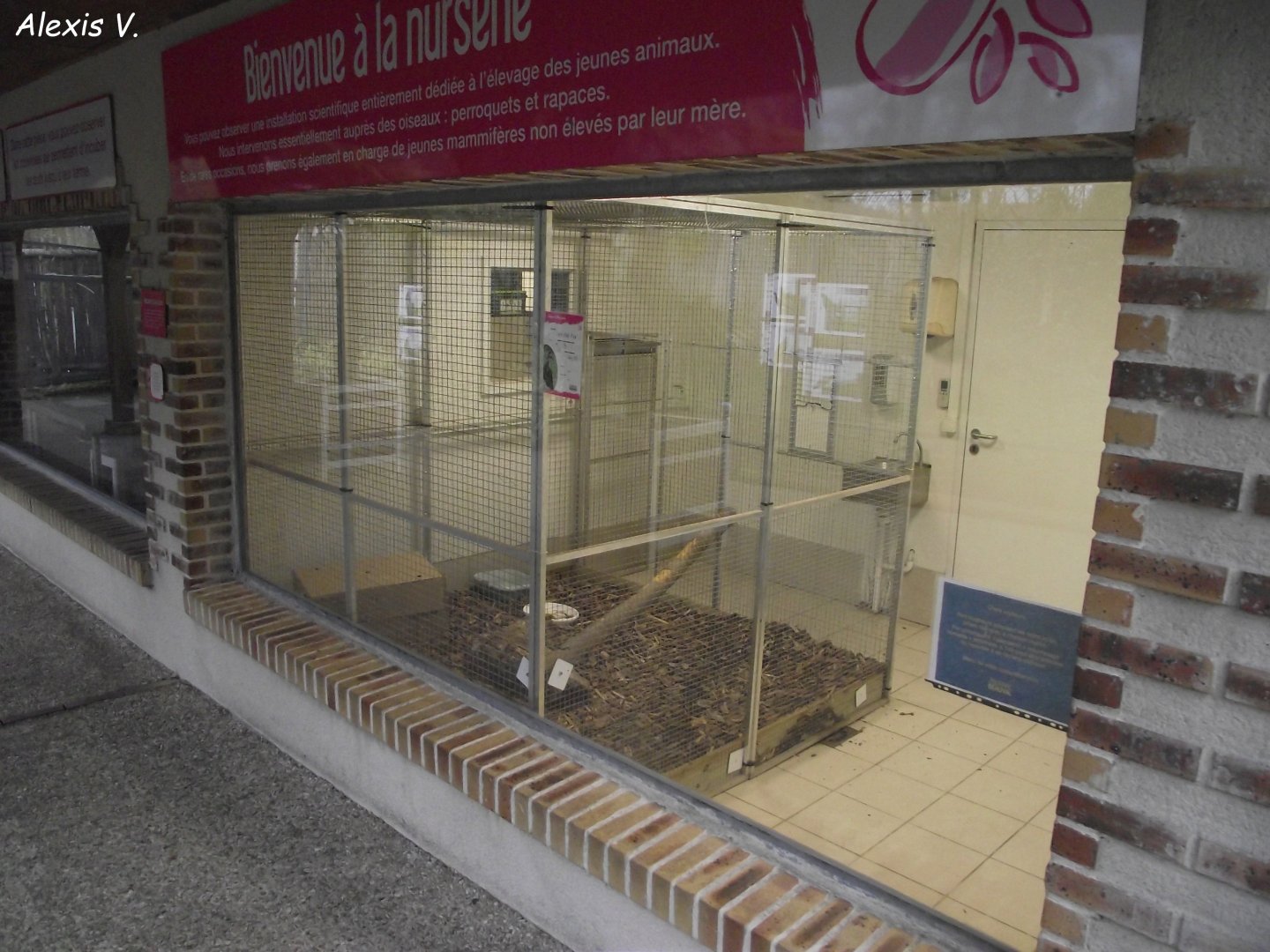 Bird Nursery - Zooparc de Beauval - 01/2019