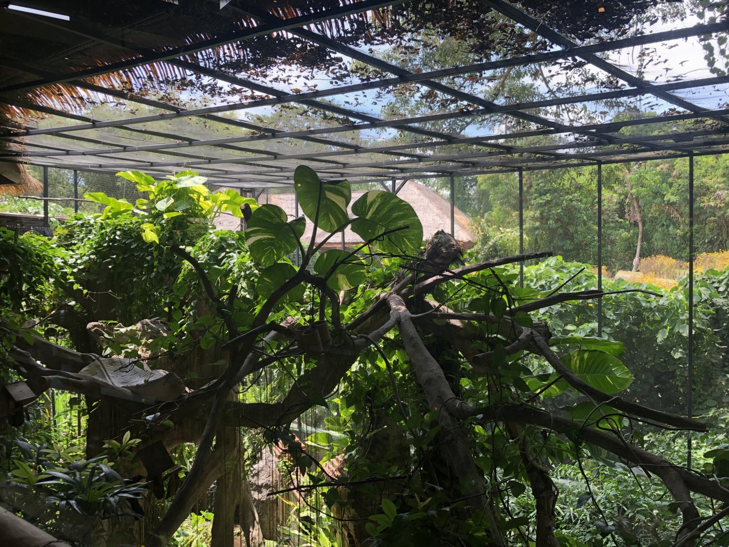 Bird of Paradise Aviary