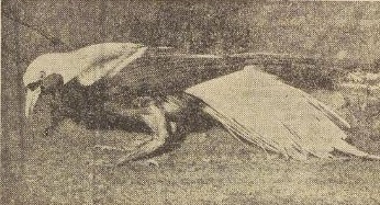 Bird Of Paradise Blijdorp