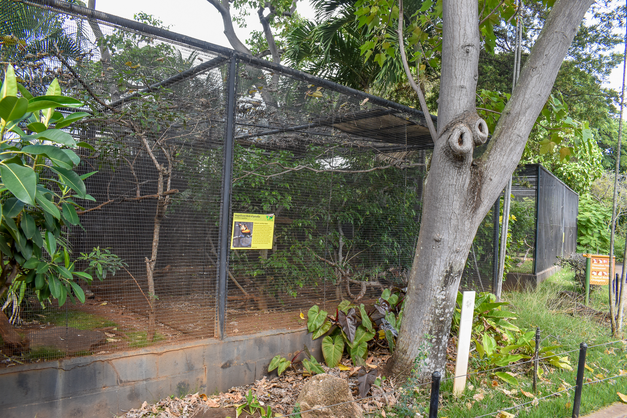 Bird-of-paradise enclosure