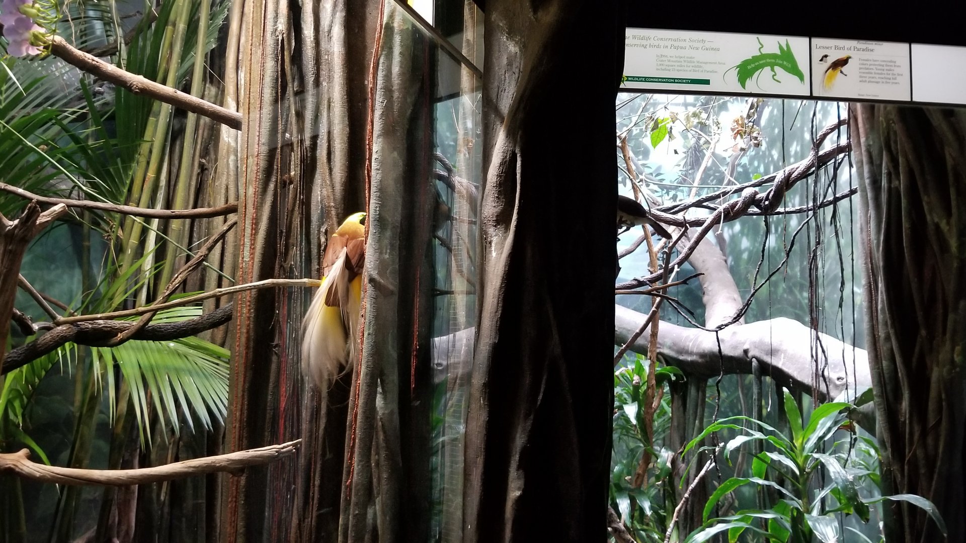 Bird-of-Paradise flirting