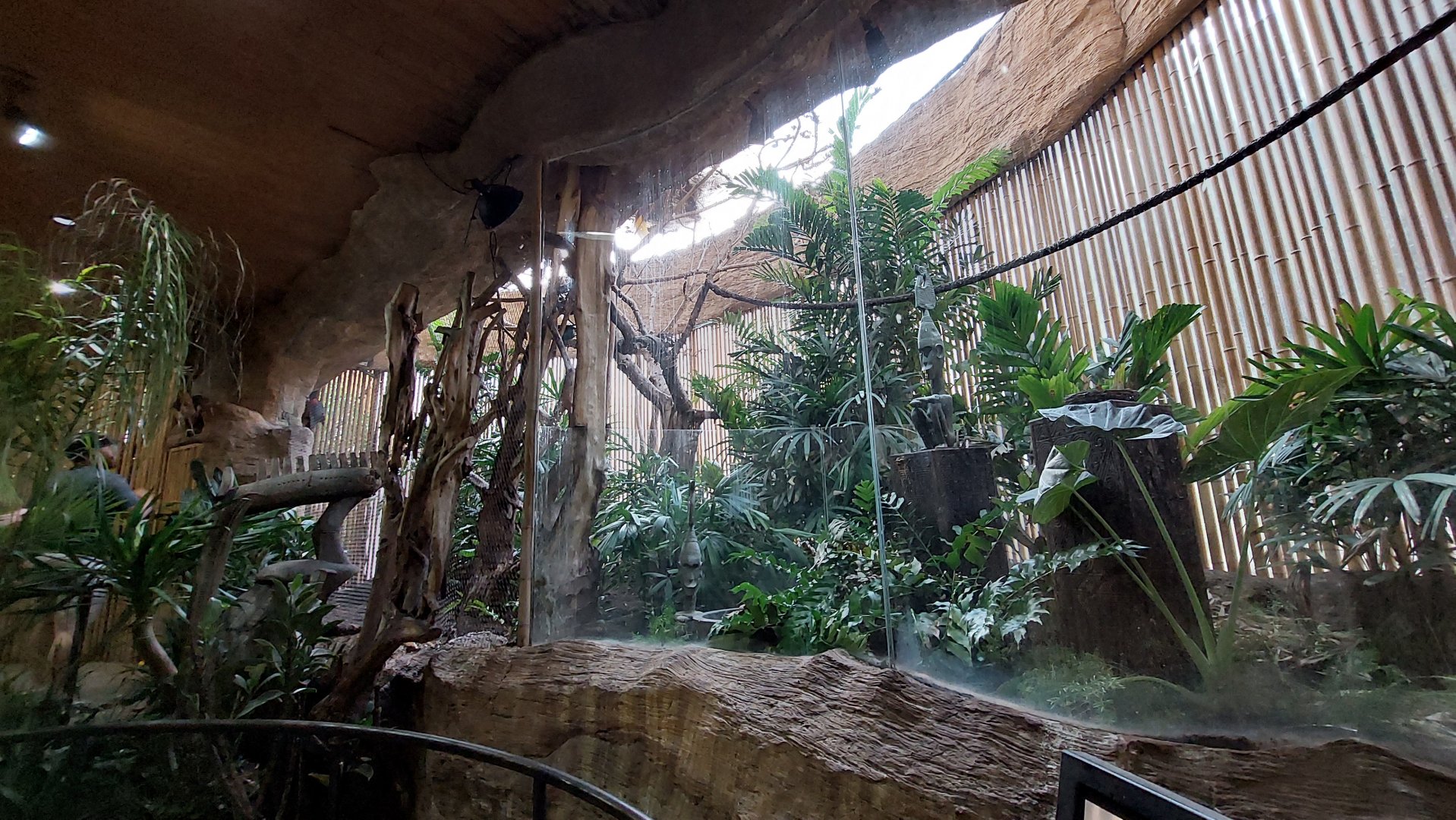 Bird of Paradise, Pesquet's parrot, and wompoo fruit dove exhibit