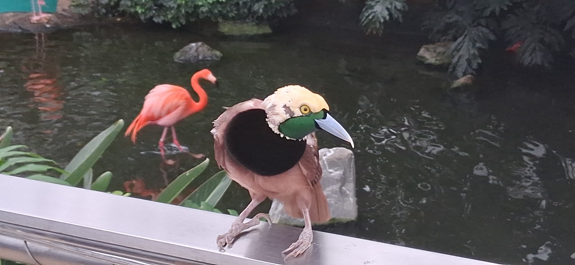 Bird of paradise relaxing on railing with a flamingo in the background