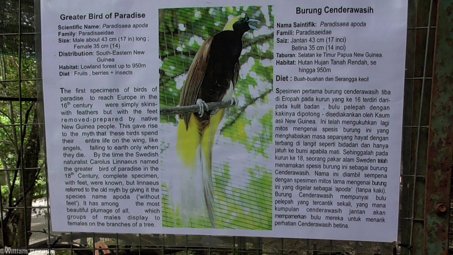 Bird of Paradise Sign