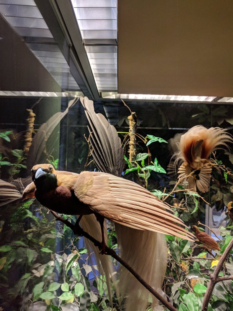 Bird of paradise Stuttgart Natural History Museum 2019