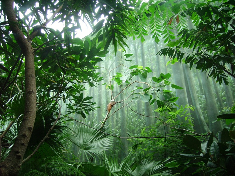 Bird of Paradise - The Birdhouse