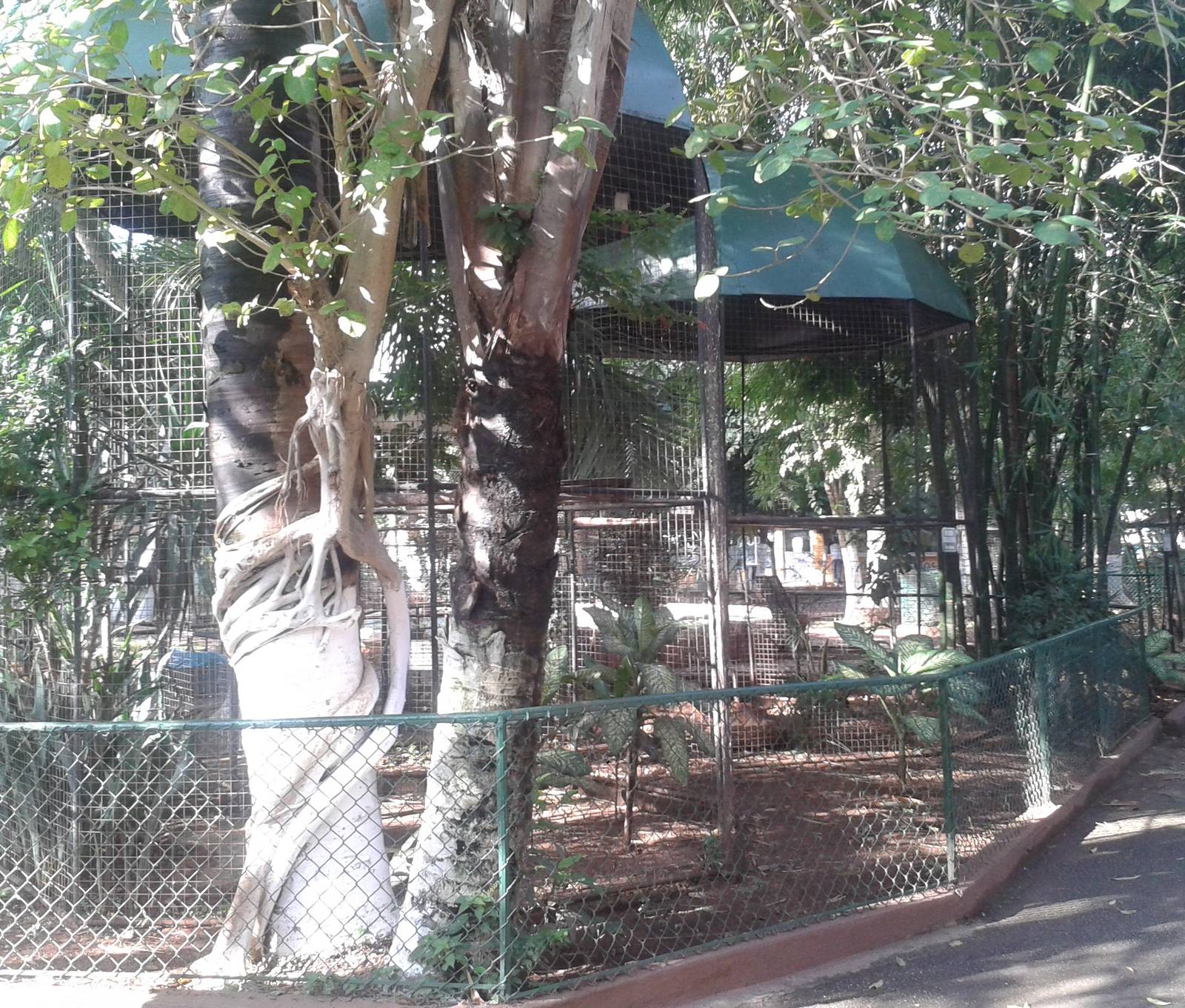 Bird of prey aviaries