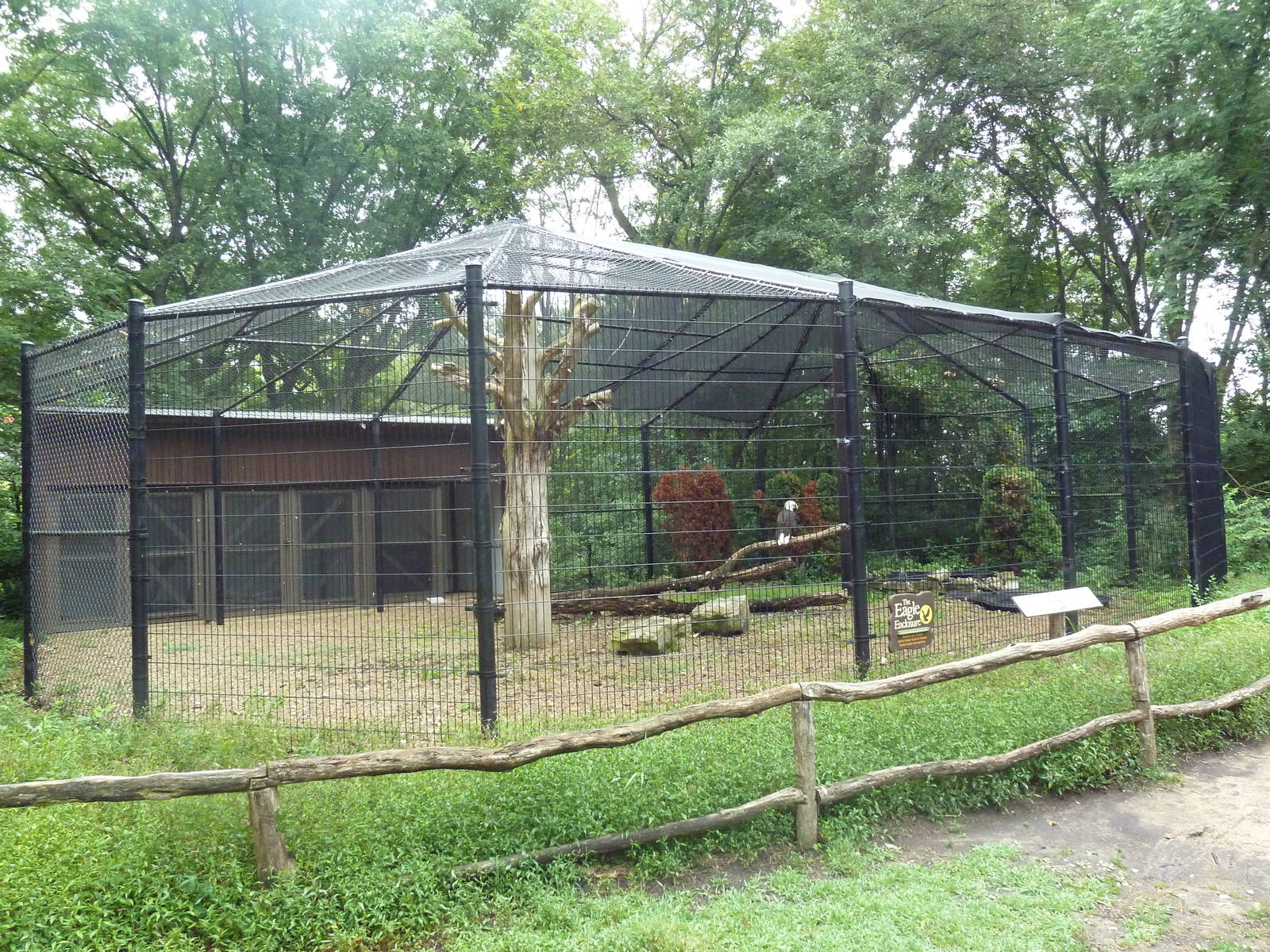 Bird of Prey Aviary - Bald Eagle