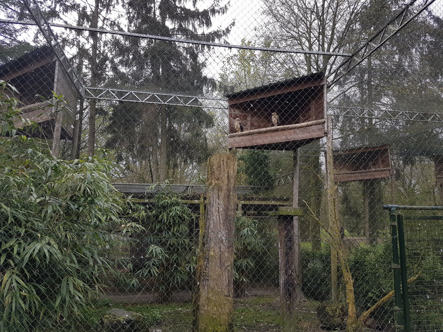 Bird of prey-aviary