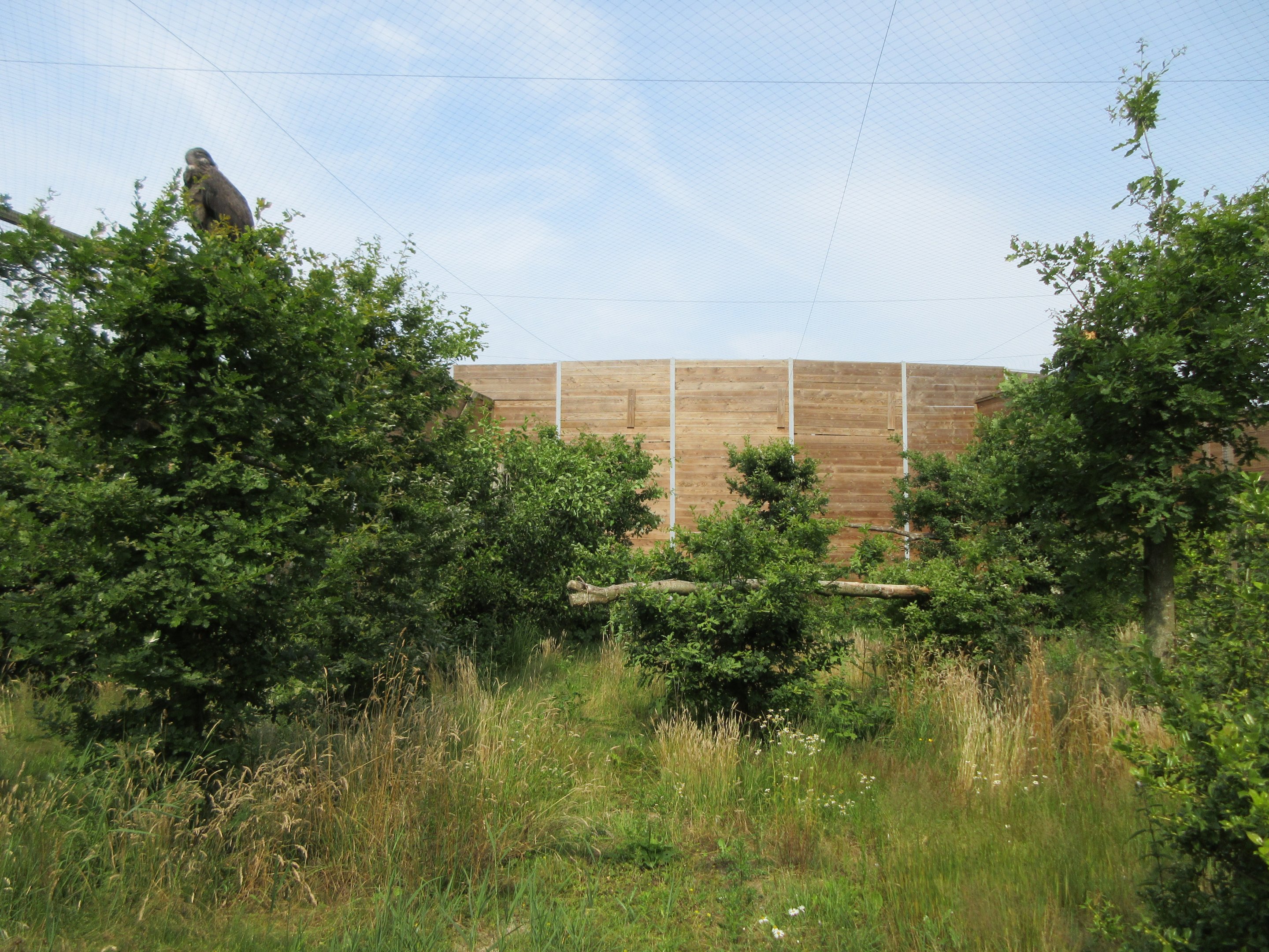Bird of Prey Complex - Andean Condor Exhibit