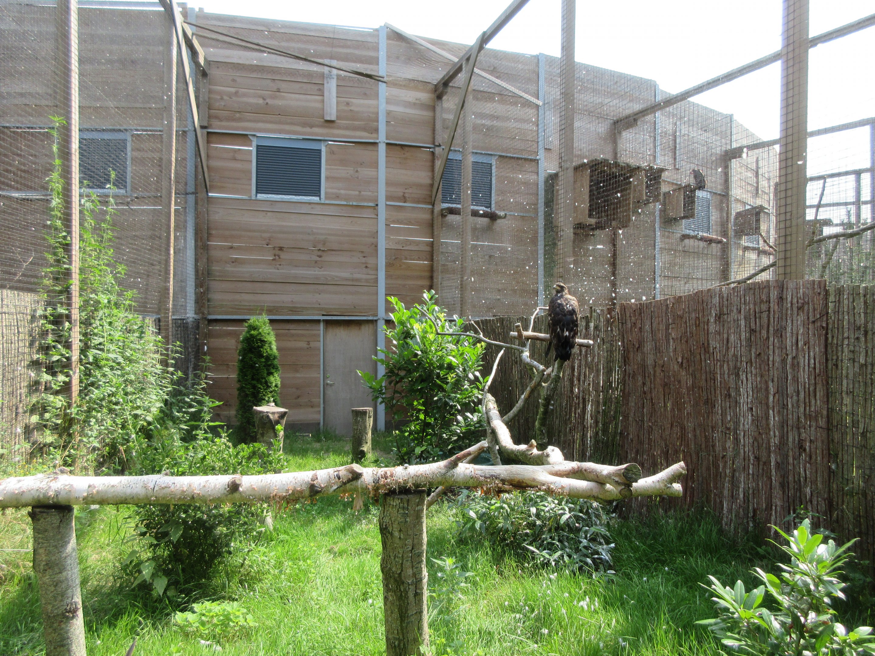 Bird of Prey Complex - Bald Eagle Exhibit (juvenile)
