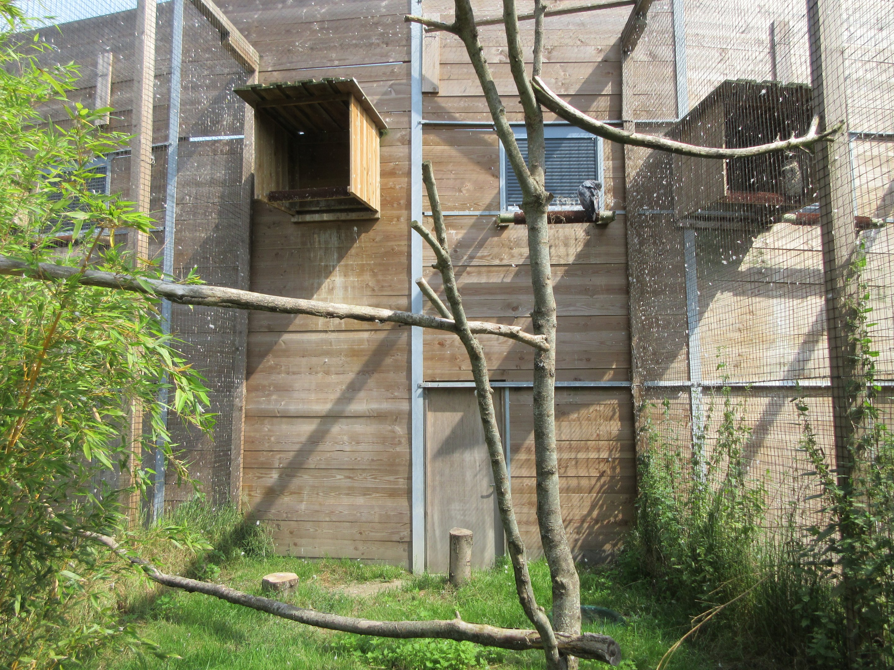 Bird of Prey Complex - Black-chested Buzzard Eagle Exhibit