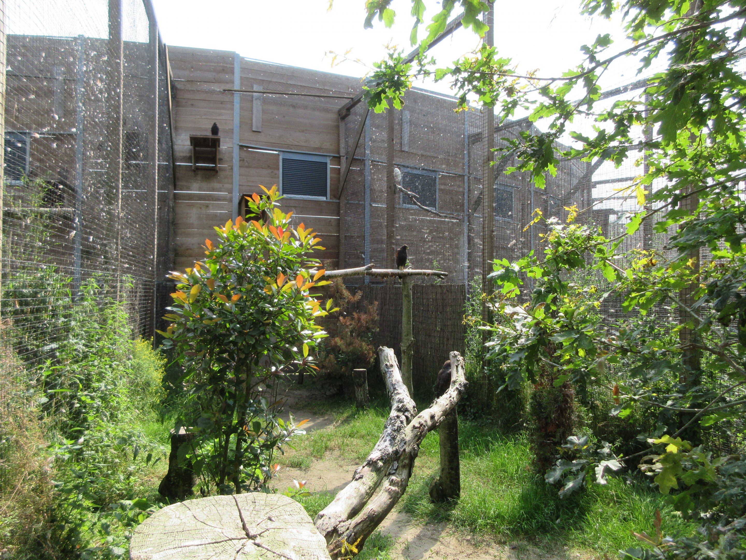 Bird of Prey Complex - Harris's Hawk Exhibit
