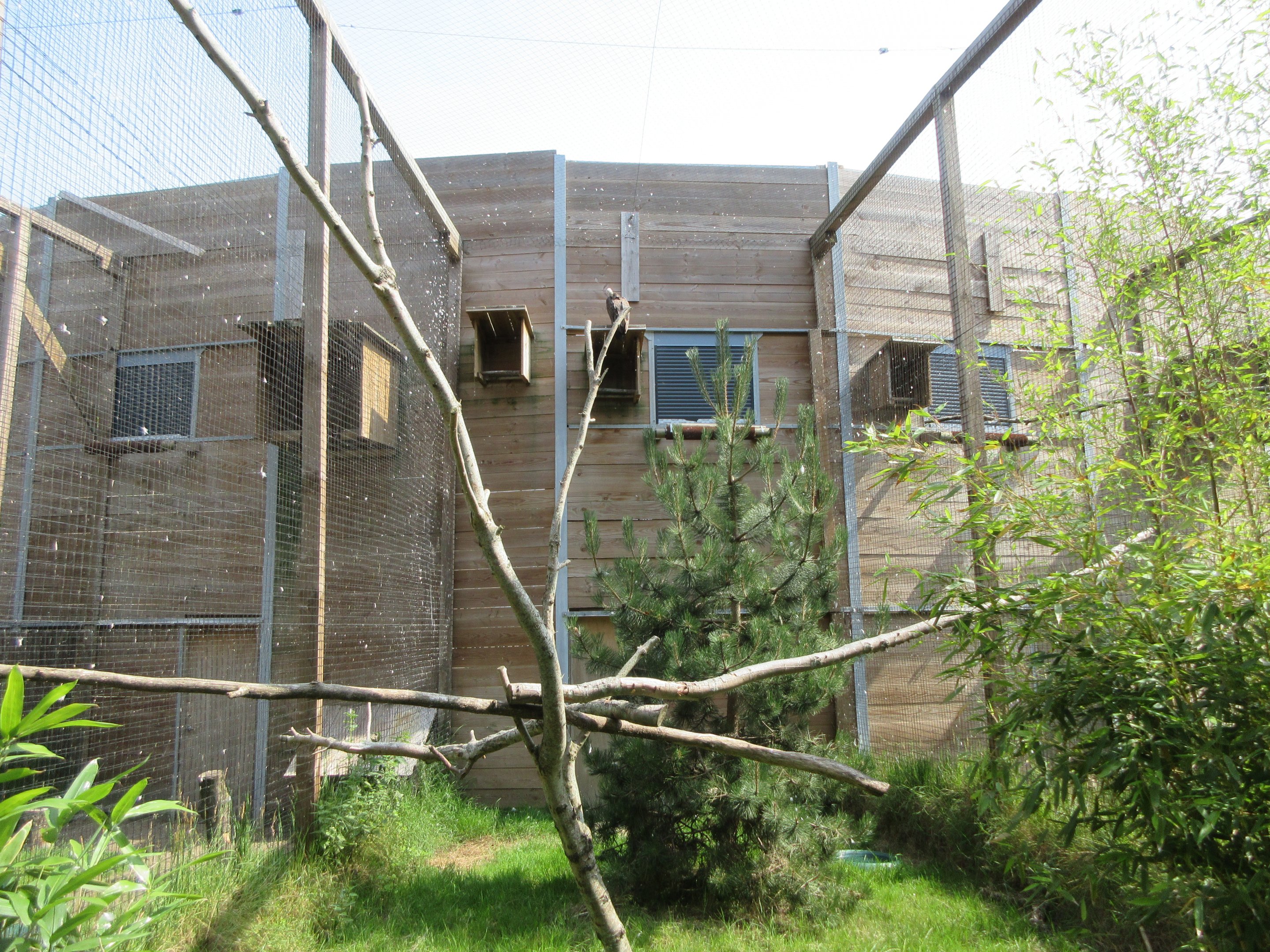 Bird of Prey Complex - Hooded Vulture Exhibit