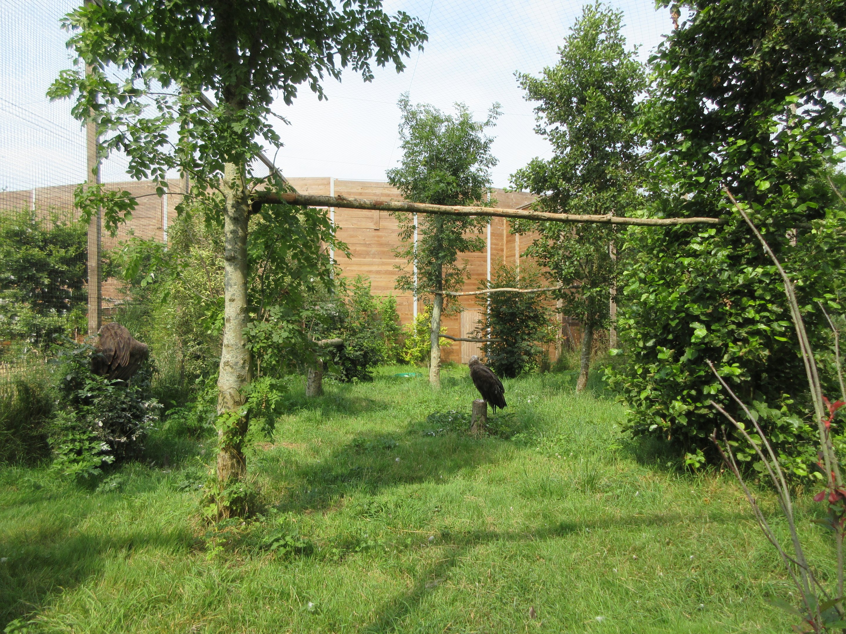 Bird of Prey Complex - Monk Vulture Exhibit