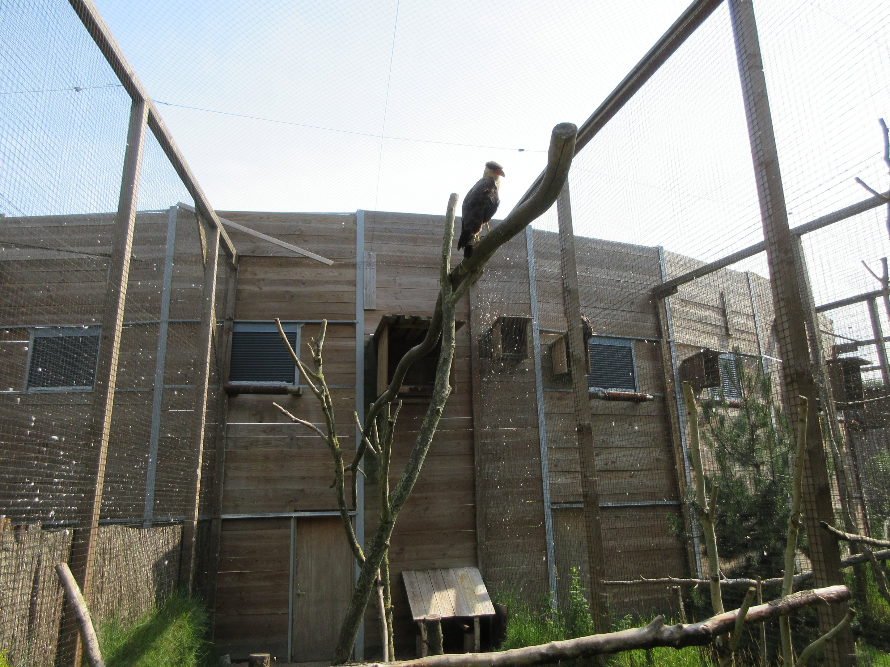 Bird of Prey Complex - Southern Crested Caracara Exhibit