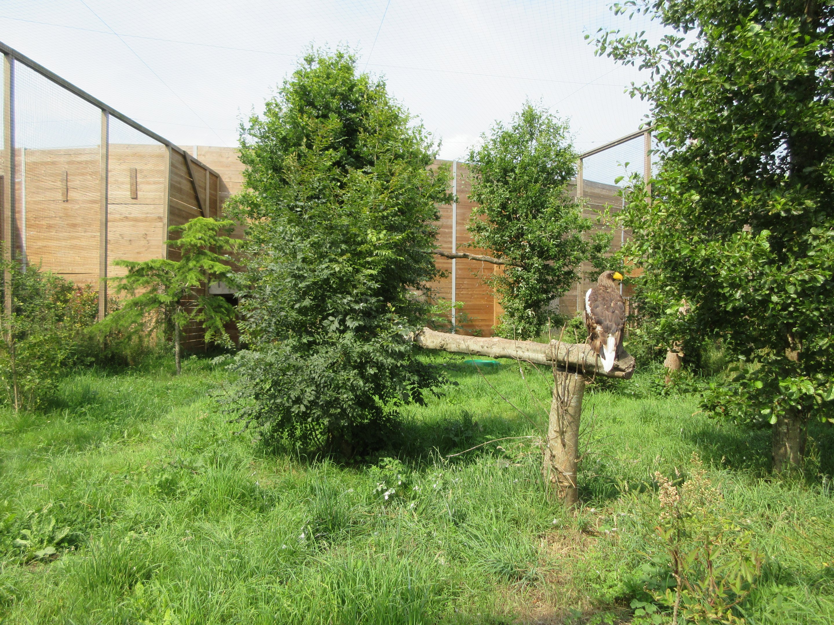 Bird of Prey Complex - Steller's Sea Eagle Exhibit