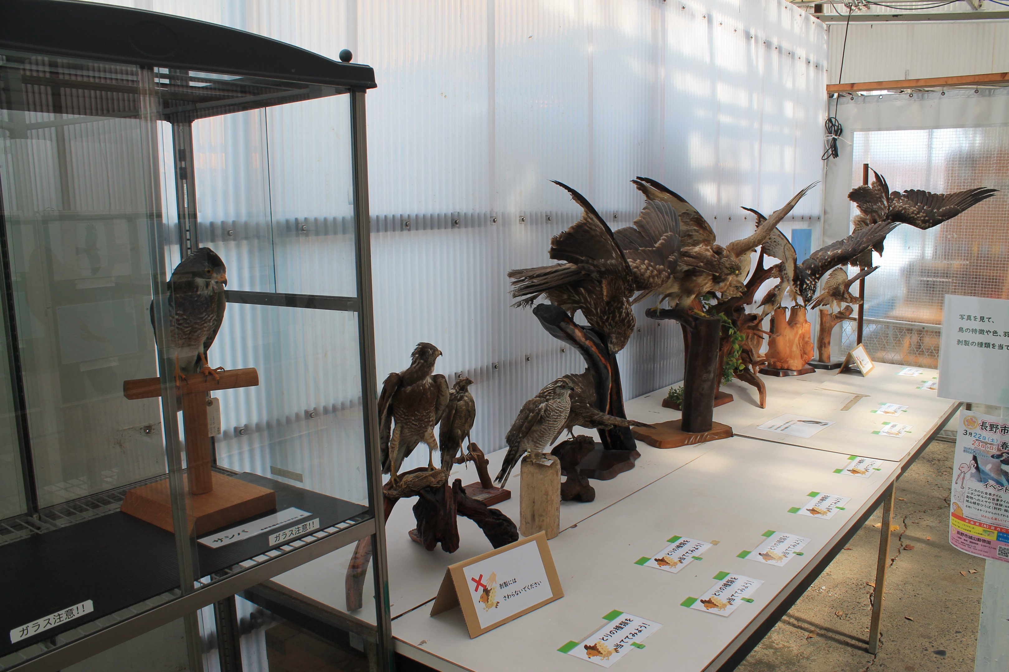 Bird of Prey display, Joyama Zoo