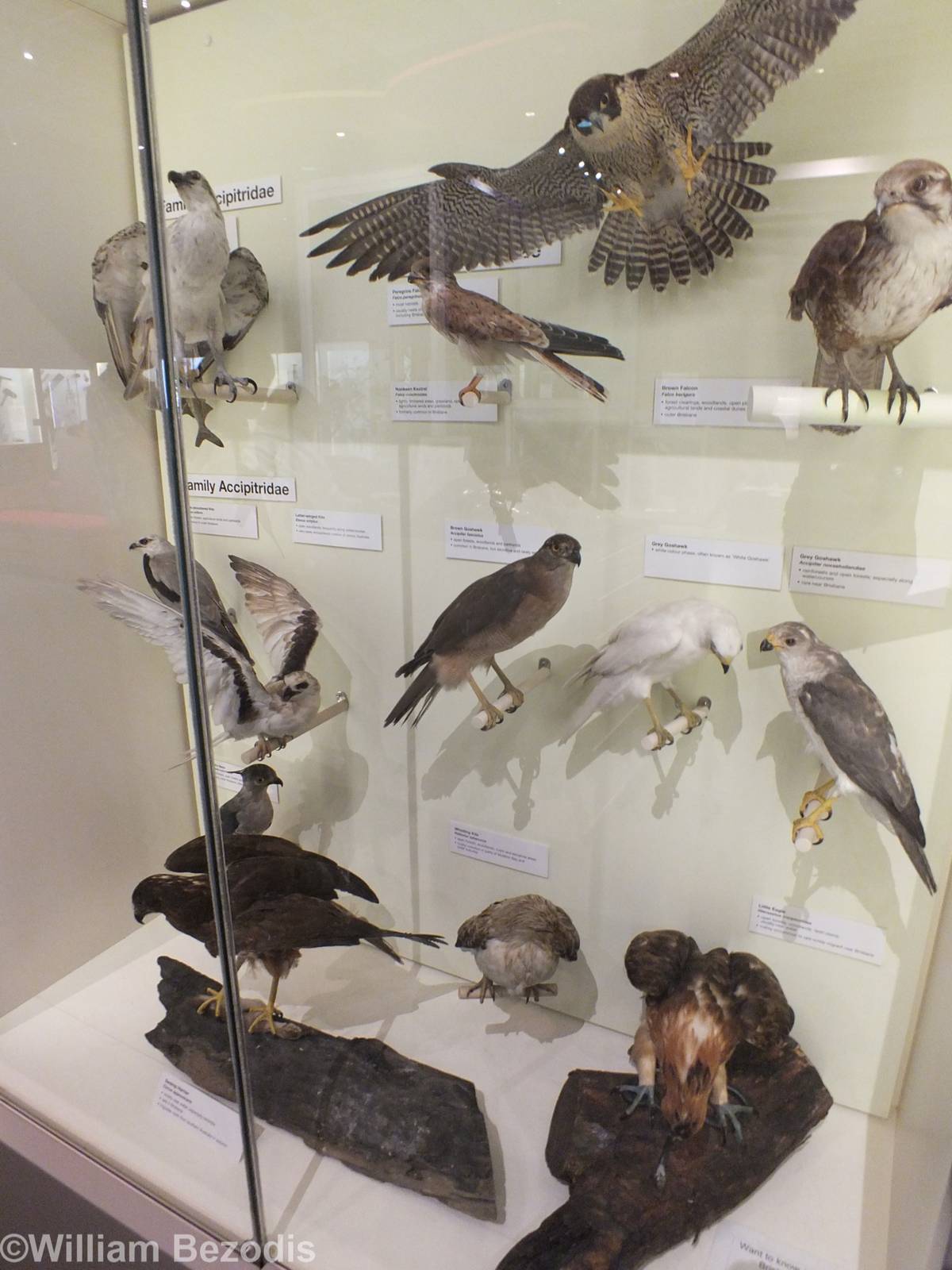 Bird of Prey Display - Queensland Museum