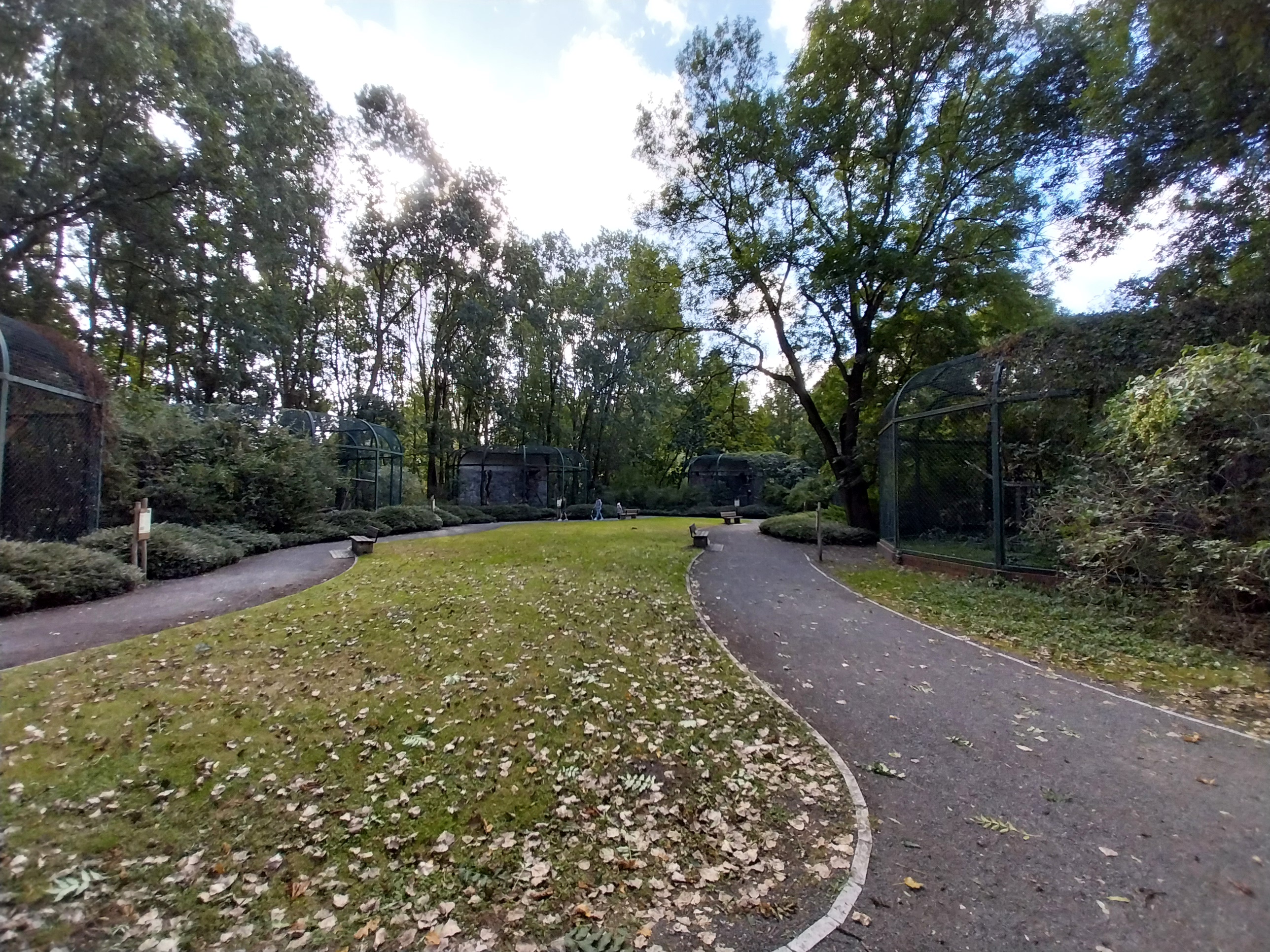 Bird of Prey - Eagles & Vultures