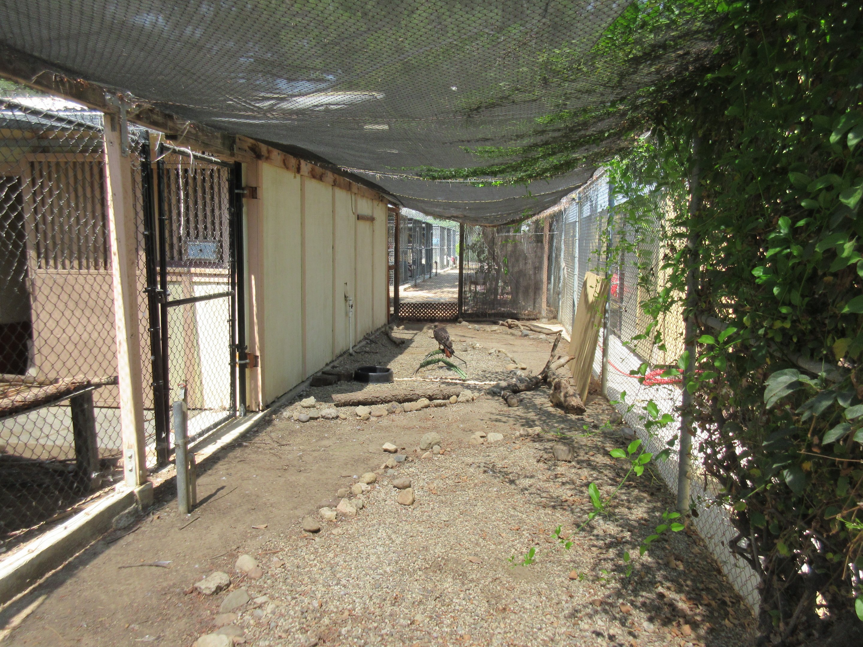 Bird of Prey Exhibit (with only a single perching area)