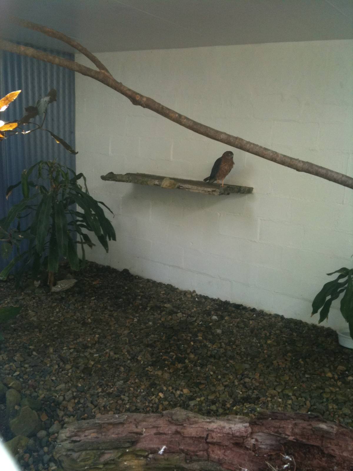 Bird of Prey Exhibit