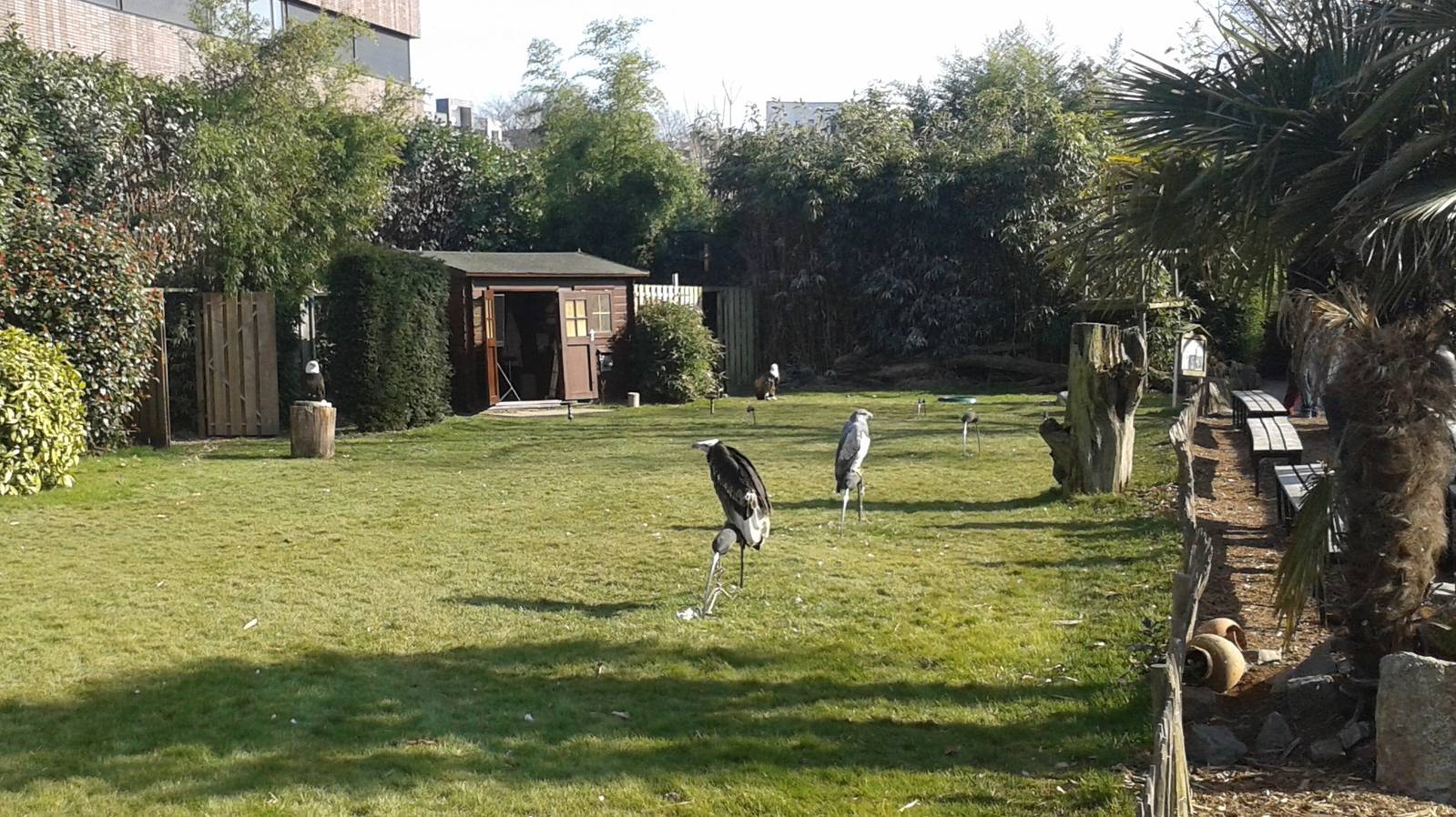 bird of prey flight-show field