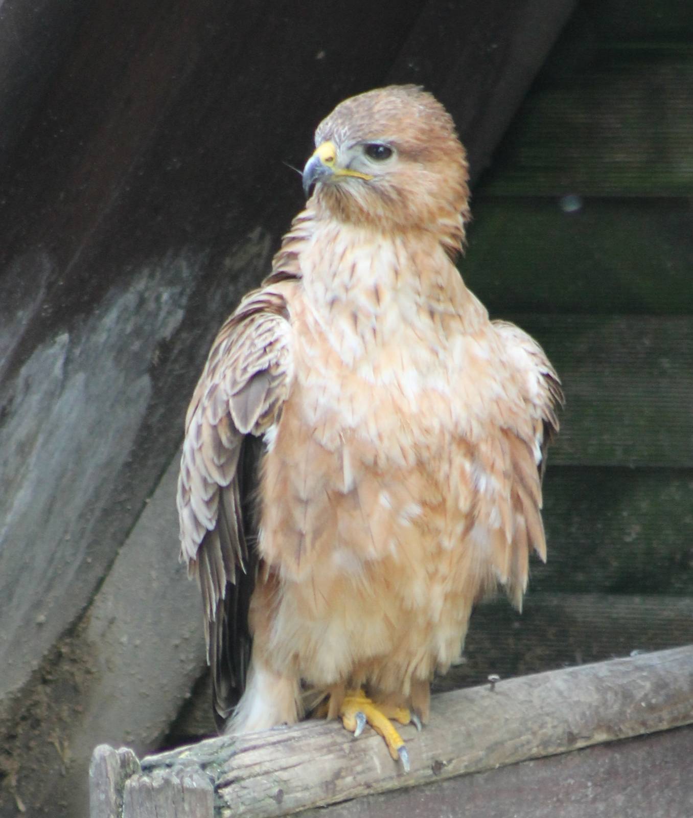 Bird of prey ID needed