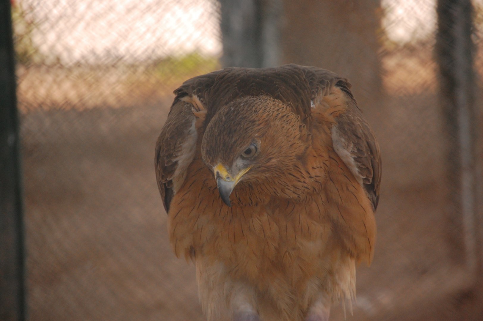 Bird of prey ID - Peshawar zoo 8/12/2018