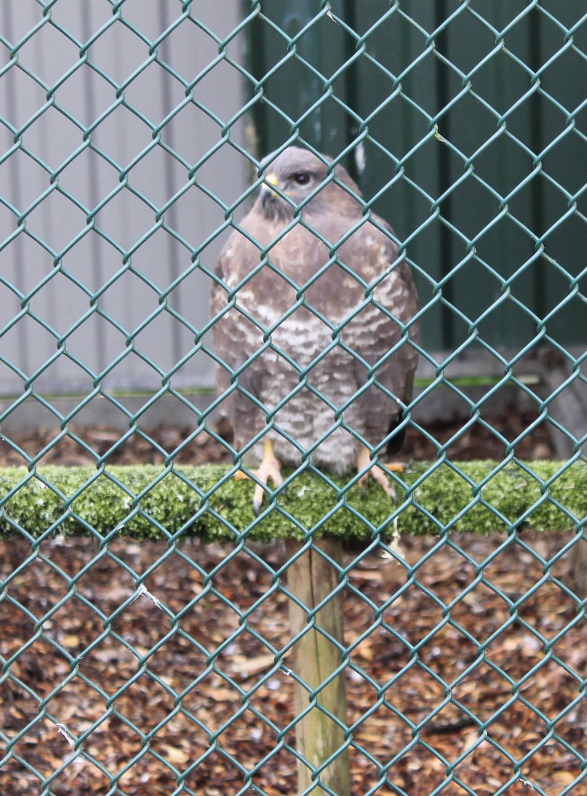 Bird of Prey ID
