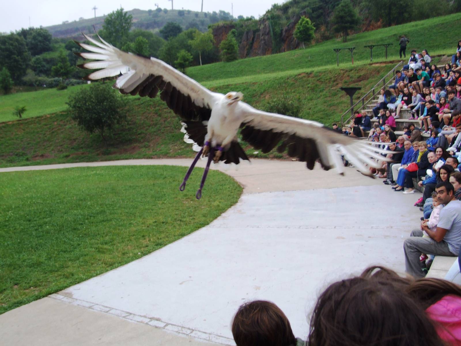 Bird of Prey Show at Cabarceno, 11/06/15