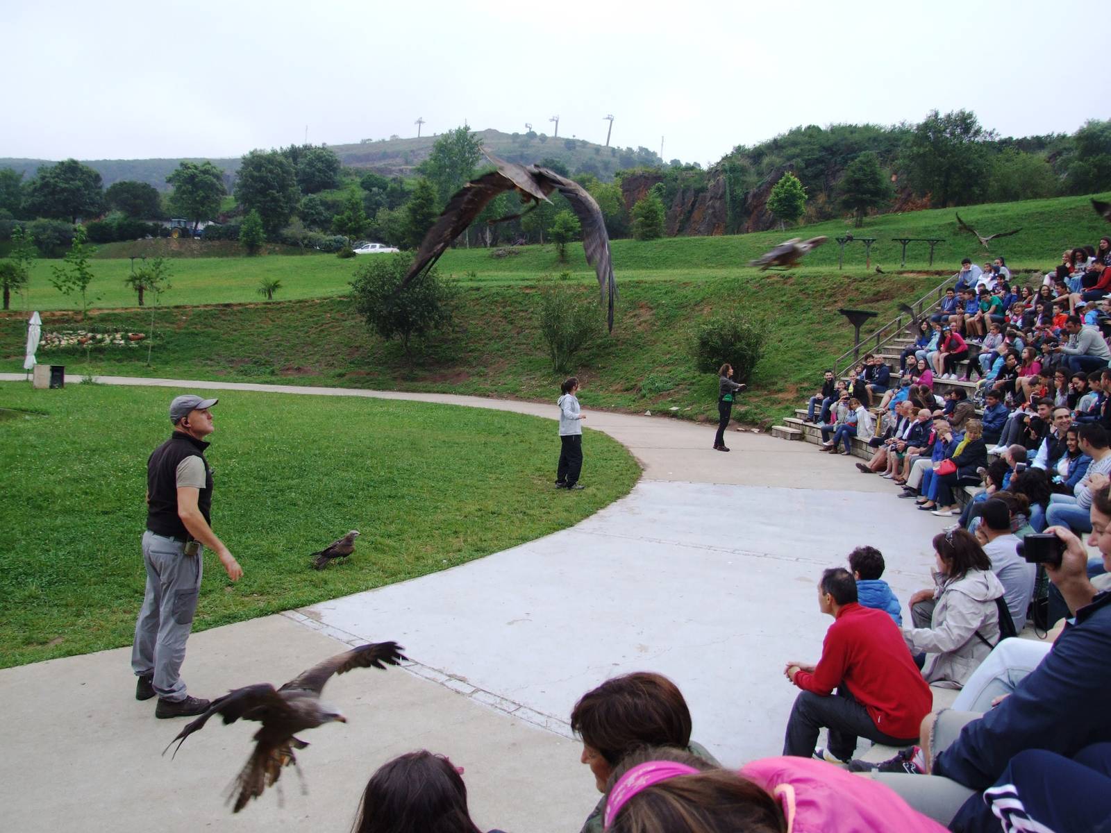 Bird of Prey Show at Cabarceno, 11/06/15