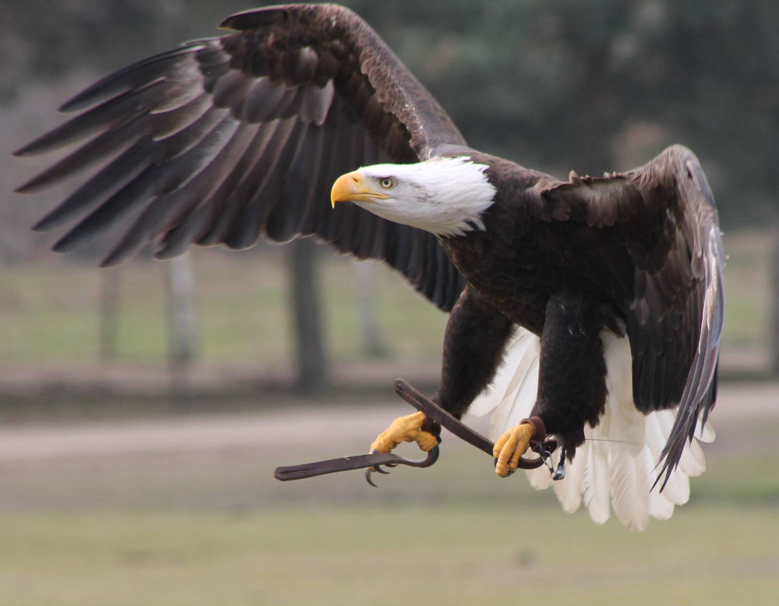 Bird of Prey show : Bald eagle