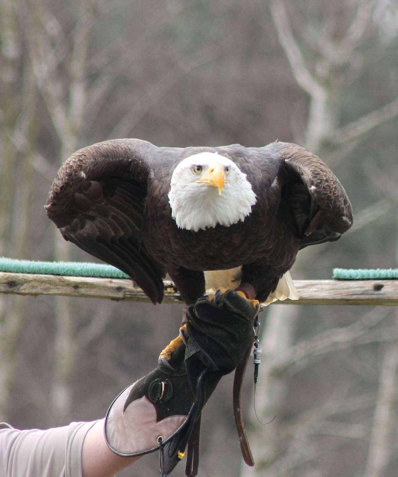 Bird of Prey show : Bald eagle