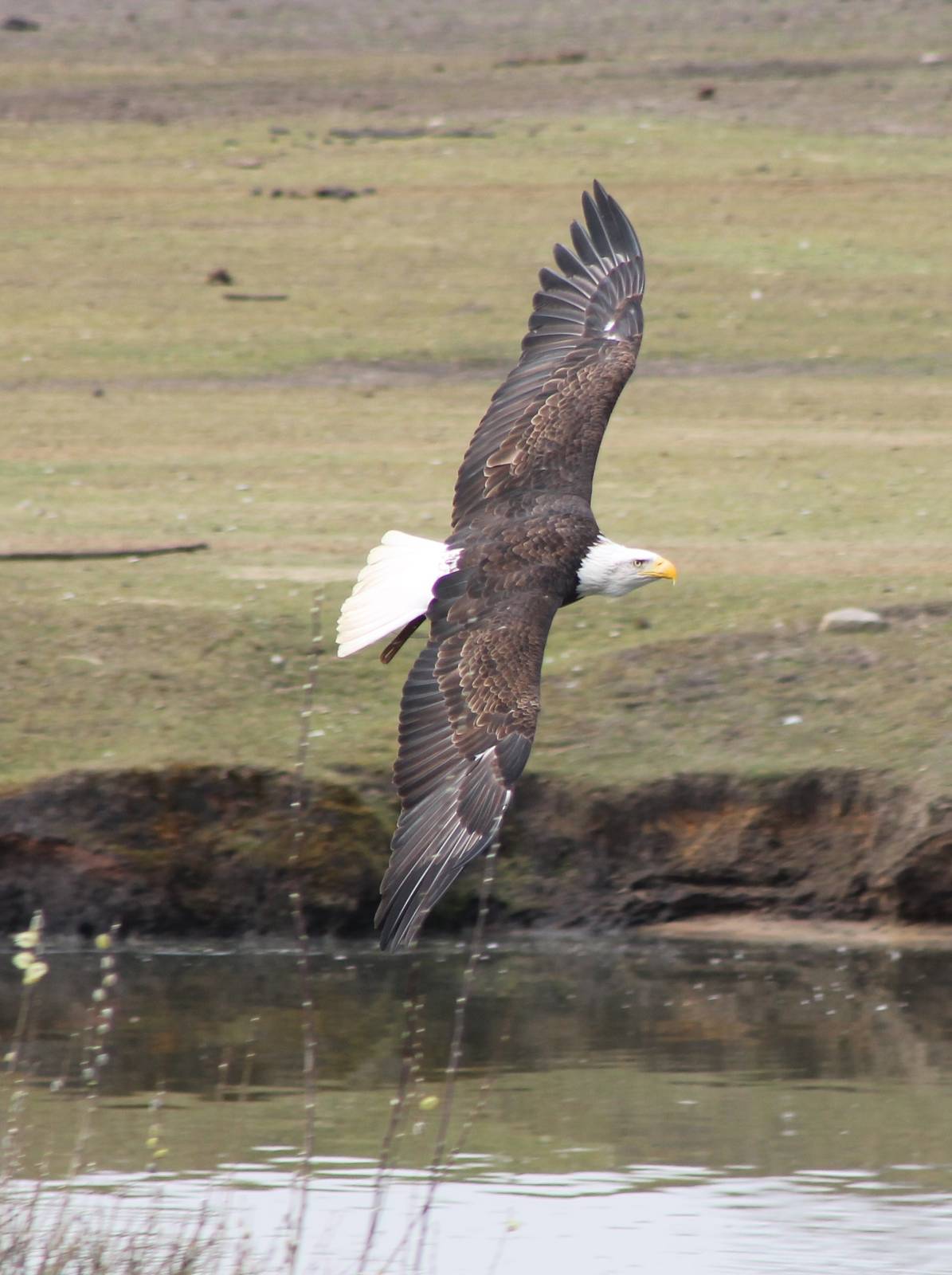 Bird of Prey show : Bald eagle
