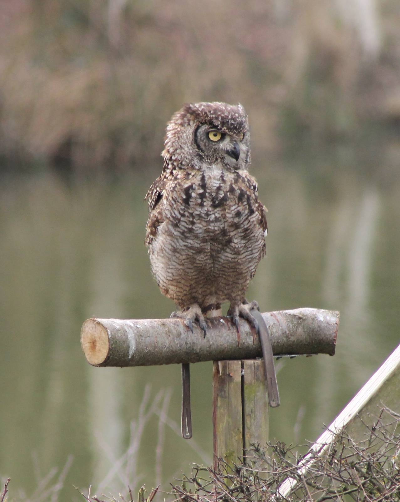 Bird of Prey show : Great horned owl
