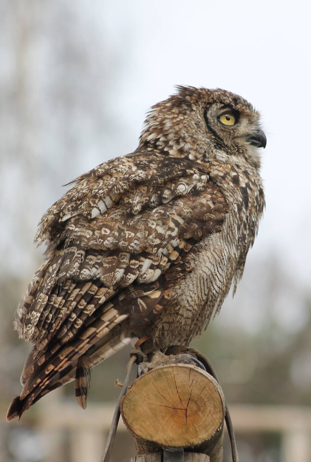 Bird of Prey show : Great horned owl