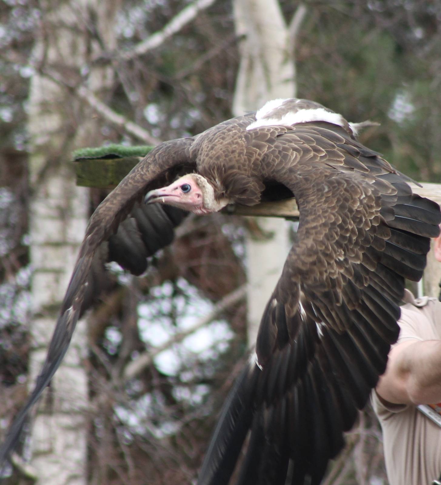 Bird of Prey show : Hooded vulture