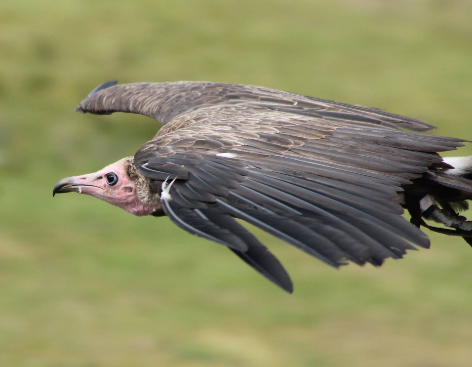 Bird of Prey show : Hooded vulture